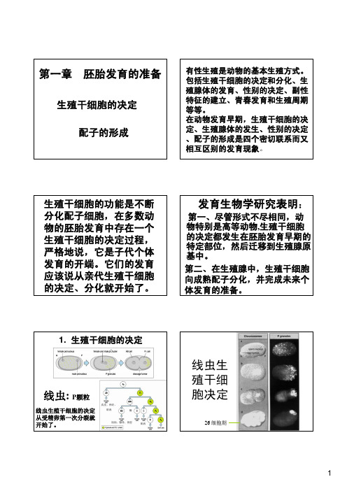 发育生物学第1章果蝇生殖干细胞决定