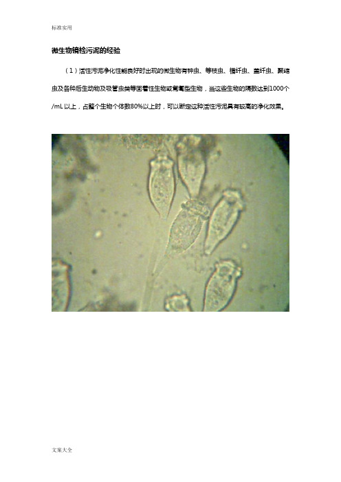 微生物镜检污泥地经验