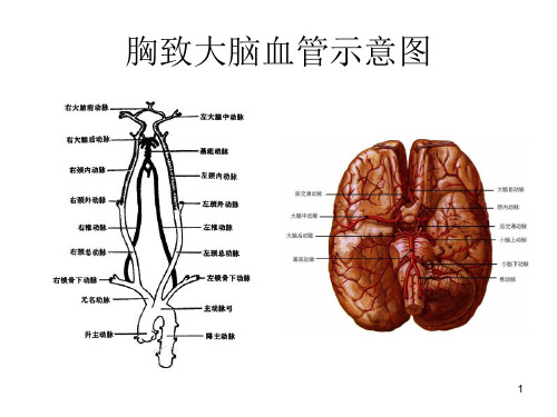 颈性高血压ppt课件