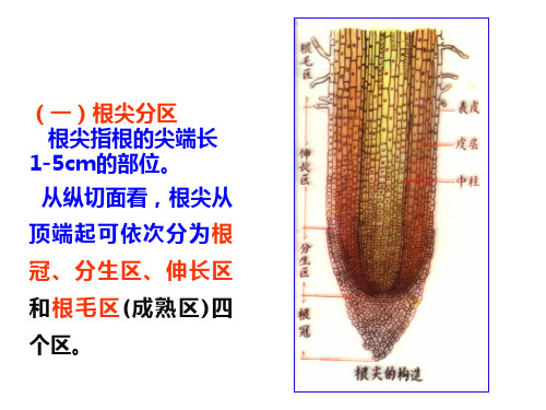 植物根的结构概述