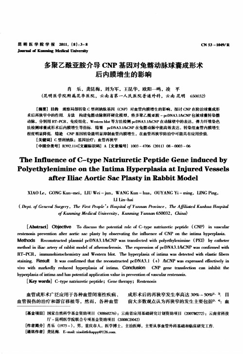 多聚乙酰亚胺介导CNP基因对兔髂动脉球囊成形术后内膜增生的影响