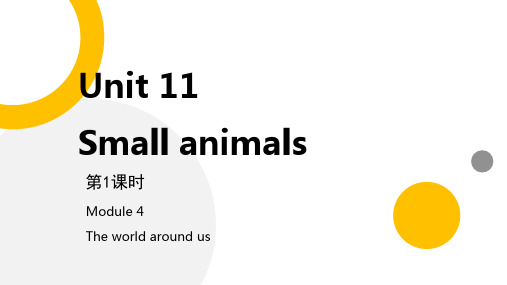 small animals Module 4 Unit 11 第一课时