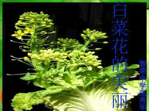 白菜花的美丽.ppt