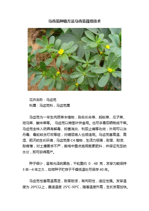 马齿苋种植方法马齿苋栽培技术