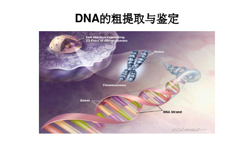 DNA的粗提取与鉴定课件高二下学期生物人教版选择性必修3