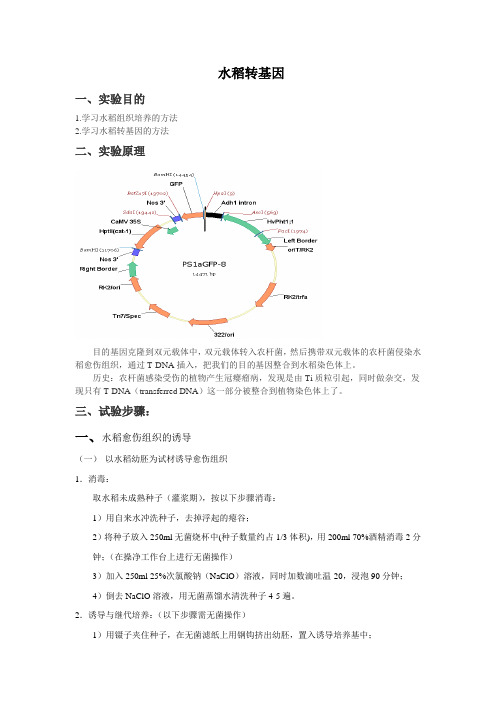 水稻转基因实验方法与步骤