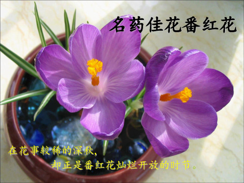 番红花介绍