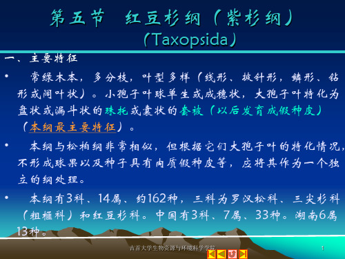 5-6-第七章--裸子植物3