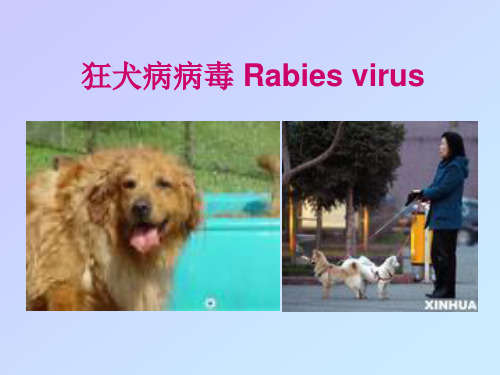 狂犬病毒.ppt