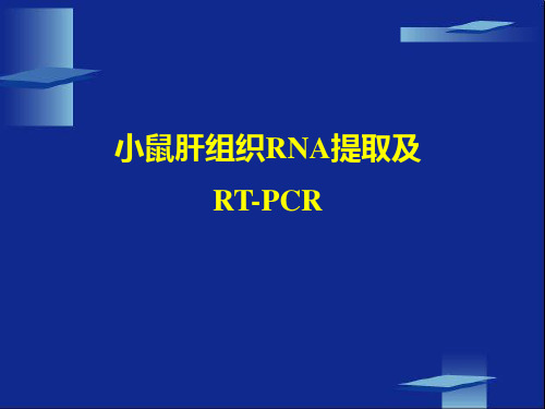 小鼠肝组织RNA提取及RT-PCR实验