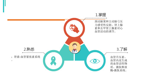 心血管中枢;心脏、血管的神经支配及其作用