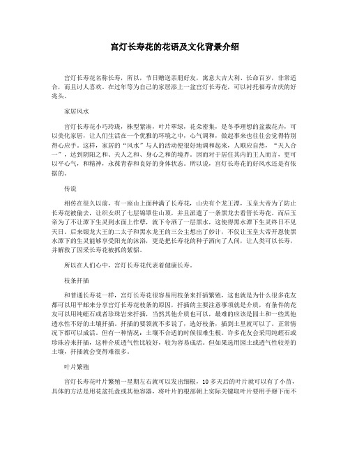 宫灯长寿花的花语及文化背景介绍