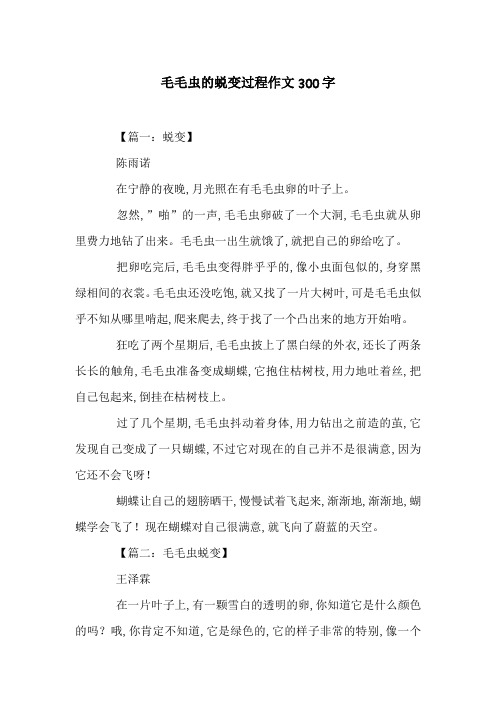 毛毛虫的蜕变过程作文300字