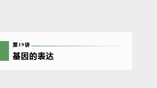 新高考一轮复习基因的表达课件