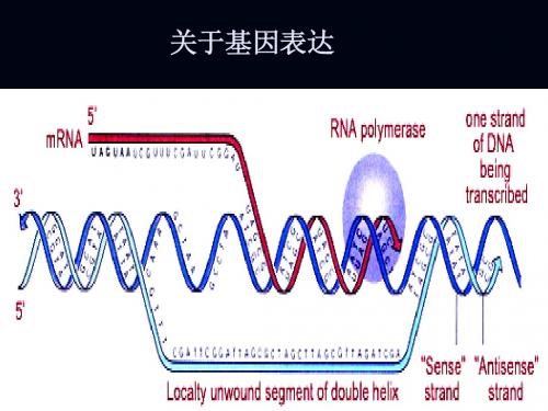 高中生物核心概念高考复习课件—基因表达