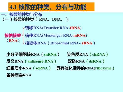 核酸种类 分布 与功能