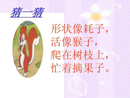 《松鼠和松果》课件8(ppt)