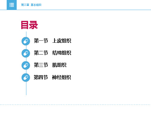 2.1人体解剖生理学基本组织PPT