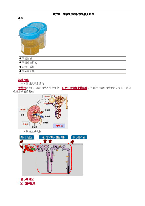 临床检验技师考试辅导临床检验基础 尿液生成和标本采集及处理讲义