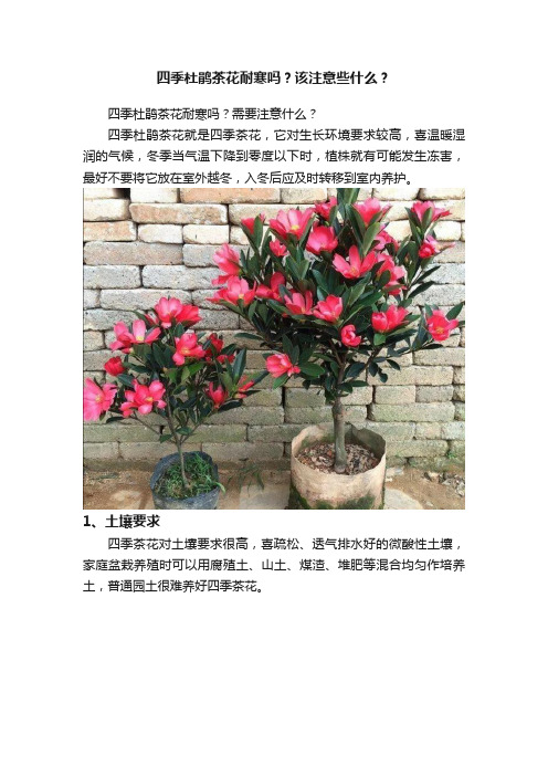 四季杜鹃茶花耐寒吗？该注意些什么？