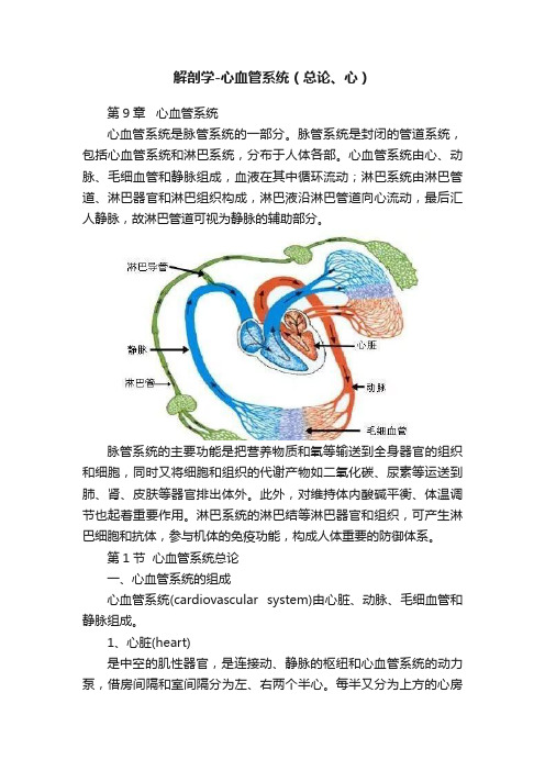 解剖学-心血管系统（总论、心）