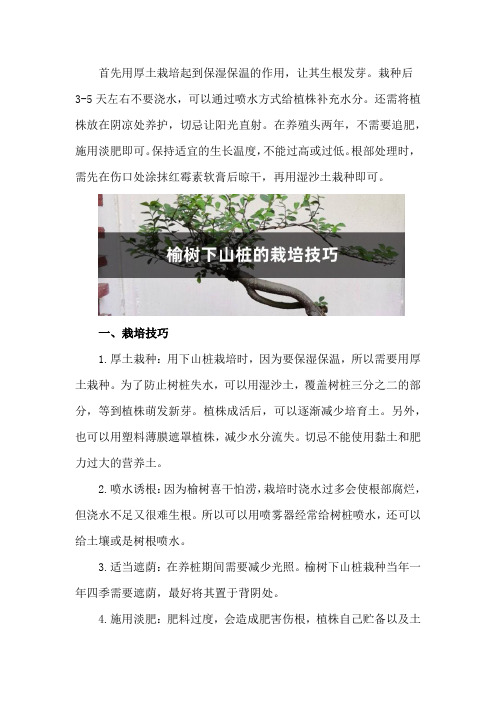 榆树下山桩的栽培技巧,根部怎么处理