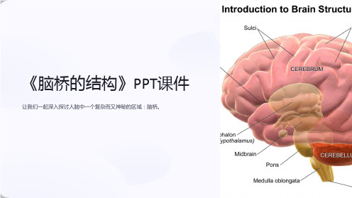 《脑桥的结构》课件