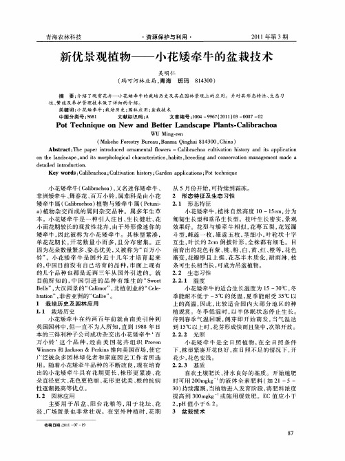 新优景观植物——小花矮牵牛的盆栽技术