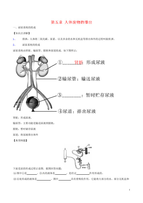 2015_2016学年七年级生物下册专题4.5人体内代谢废物的排出(讲)(含解析)新人教版