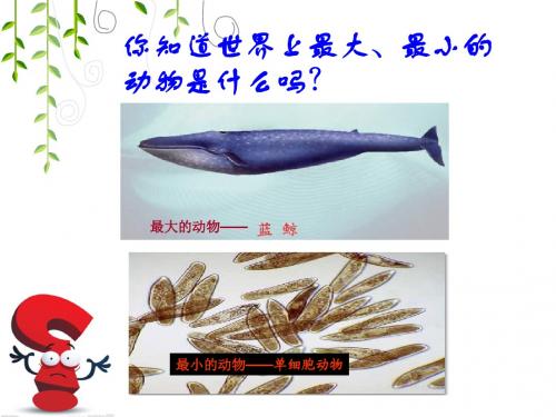 单细胞生物体