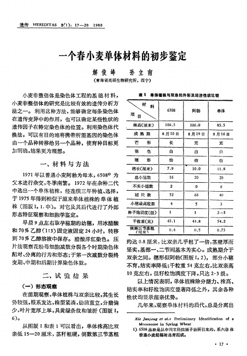 一个春小麦单体材料的初步鉴定