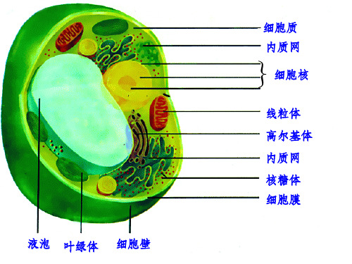 细胞核-ppt课件