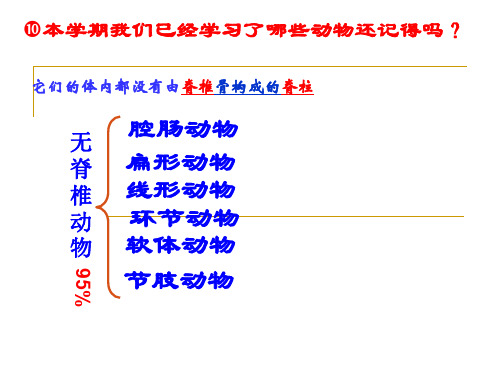 人教版生物八上5.1.4《鱼》教学配套课件(共25张PPT)