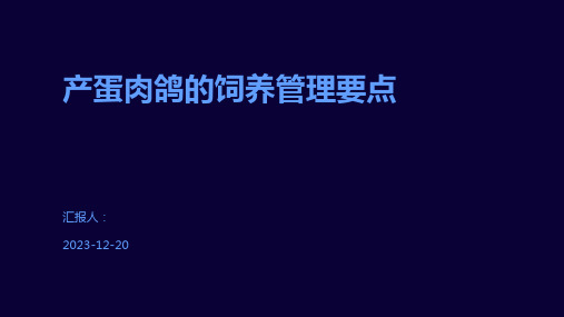 产蛋肉鸽的饲养管理要点