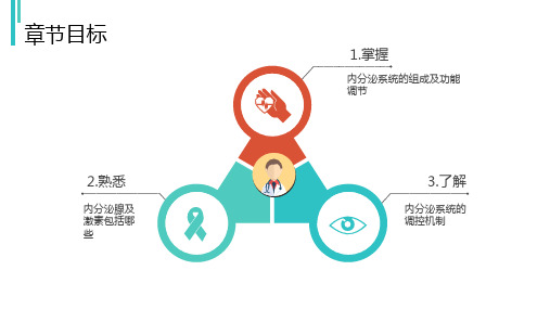 内分泌系统解剖结构和生理功能