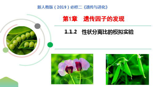 1.1.2 性状分离比的模拟实验-高一下学期生物人教版必修二