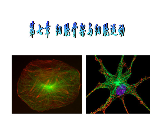 第六章 细胞骨架与细胞运动
