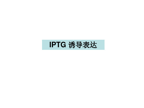 IPTG 诱导表达