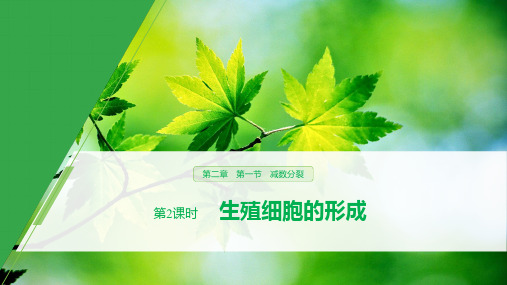 人教版 必修2 课件(新课标):2.1.2 生殖细胞的形成