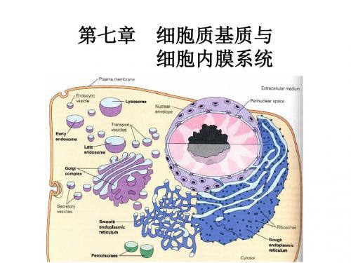 07细胞质基质与细胞内膜系统