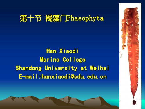 第六章褐藻门Phaeophyta山东大学威海分校.