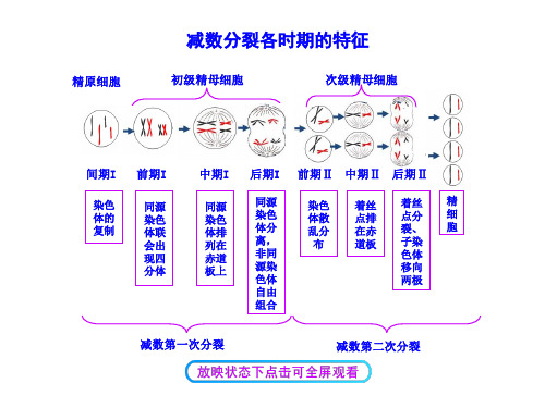 【高中生物】减数分裂各时期的特征1