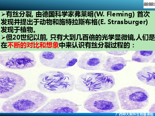 细胞的增殖 有丝分裂过程.ppt 公开课课件