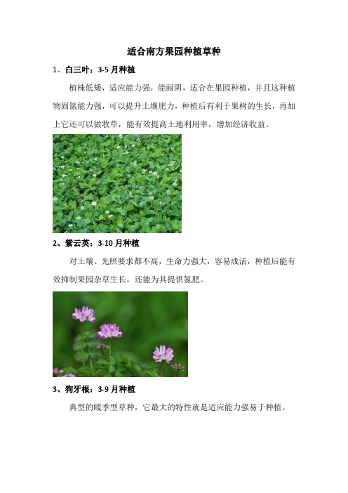 适合南方果园种植草种