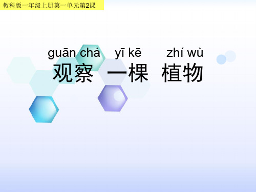 一年级上册科学课件1.2《观察一棵植物》 ｜教科版 (共15张PPT)