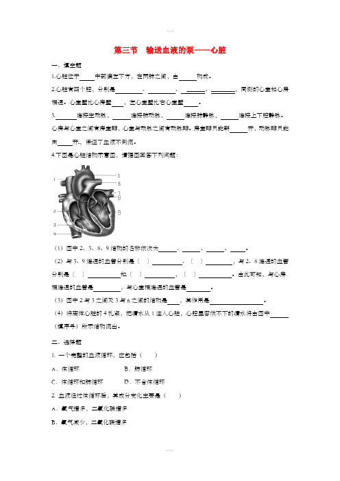 七年级生物下册 4.4.3《输送血液的泵-心脏》同步练习 (新版)新人教版