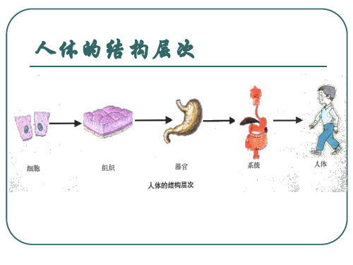 人体八大系统-运动系统 PPT课件