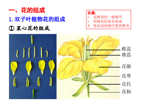 花的组成与花序类型ppt课件