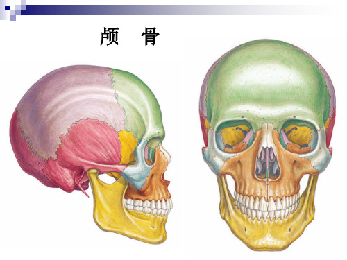 人体解剖学：颅骨概述