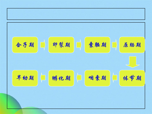 优选斑马鱼的发育历程ppt(共16张PPT)